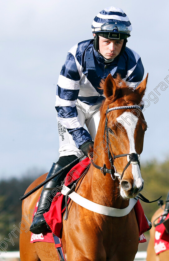 Celtic-Dino-0001 
 CELTIC DINO (Dylan Johnston)
Kempton 22 Feb 2025 - Pic Steven Cargill / Racingfotos.com