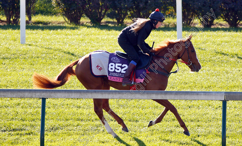 East-0001 
 EAST exercising ahead of the Breeders' Cup Juvenile Fillies Turf
Churchill Downs USA 29 Oct 2018 - Pic Steven Cargill / Racingfotos.com