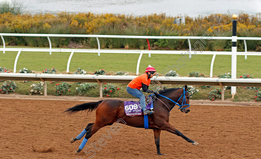 Mongolian-Saturday-0001 
 MONGOLIAN SATURDAY exercising at Del Mar USA in preparation for The Breeders' Cup Turf Sprint 30 Oct 2017 - Pic Steven Cargill / Racingfotos.com