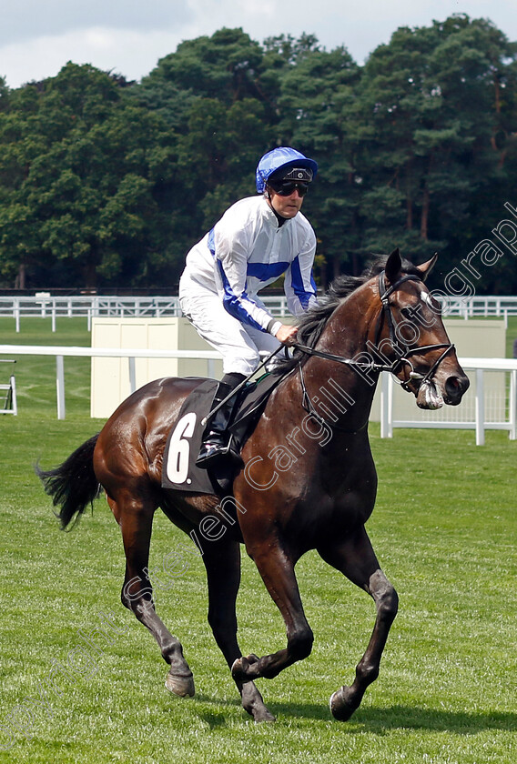 Noble-Guest-0001 
 NOBLE GUEST (Tom Queally)
Ascot 27 Jul 2024 - Pic Steven Cargill / Racingfotos.com