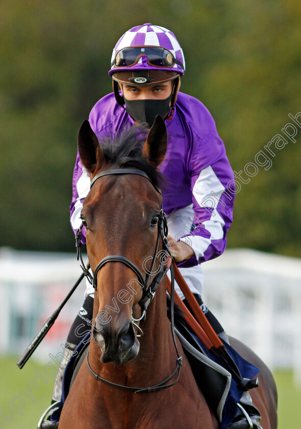 Mastic-0001 
 MASTIC (Thore Hammer Hansen)
Lingfield 26 Aug 2020 - Pic Steven Cargill / Racingfotos.com