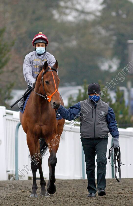 Mekbat-0001 
 MEKBAT (Sean Levey)
Lingfield 25 Jan 2022 - Pic Steven Cargill / Racingfotos.com