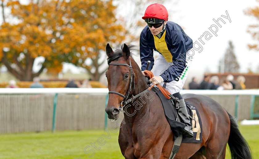 Brentford-Hope-0002 
 BRENTFORD HOPE (Jamie Spencer) before The Coates & Seely Brut Reserve Maiden Stakes
Newmarket 23 Oct 2019 - Pic Steven Cargill / Racingfotos.com