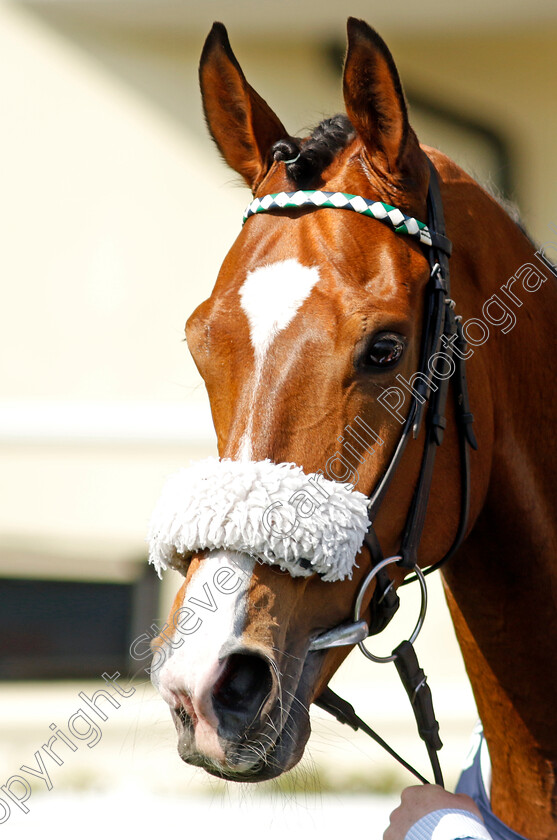 Coltrane-0009 
 COLTRANE winner of The Longines Sagaro Stakes
Ascot 3 May 2023 - Pic Steven Cargill / Racingfotos.com