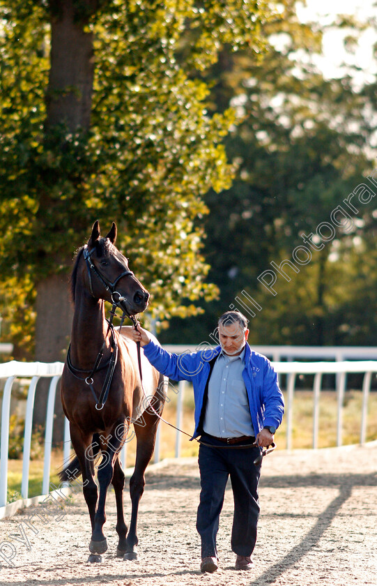 Wailea-Nights-0002 
 WAILEA NIGHTS being led from the stables to the paddock 
Chelmsford 4 Sep 2019 - Pic Steven Cargill / Racingfotos.com