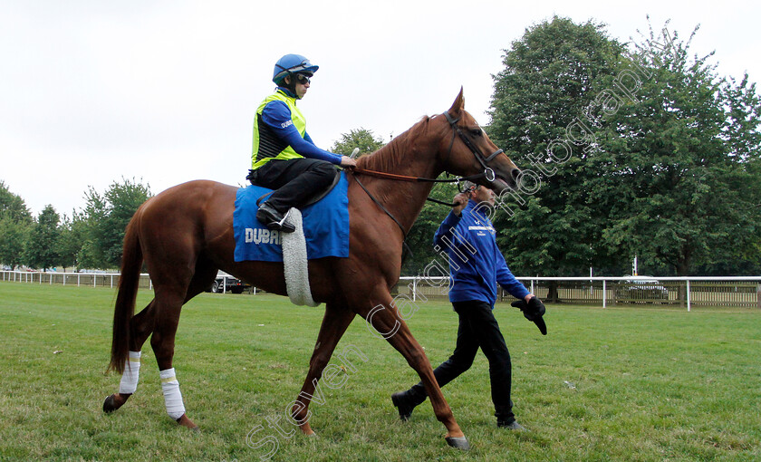 Masar-0003 
 MASAR (Brett Doyle) steps on to the track before working at 6am
Newmarket 30 Jun 2018 - Pic Steven Cargill / Racingfotos.com