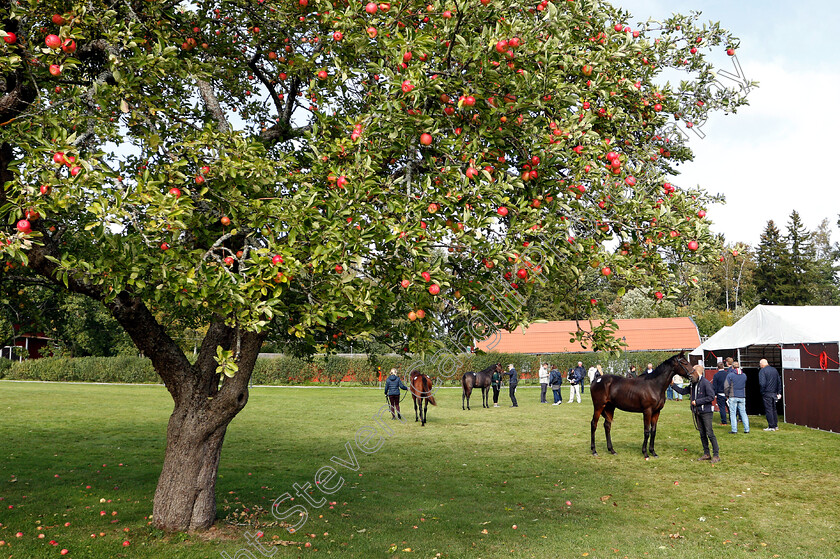 Stockholm-Yearling-Sale-0011 
 Scene before the Stockholm Yearling Sale
Bro, Sweden 22 Sep 2018 - Pic Steven Cargill / Racingfotos.com