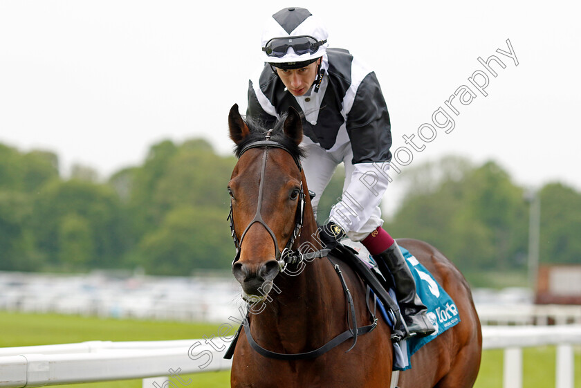 Master-Franca-0001 
 MASTER FRANCA (Oisin Murphy)
York 18 May 2023 - Pic Steven Cargill / Racingfotos.com