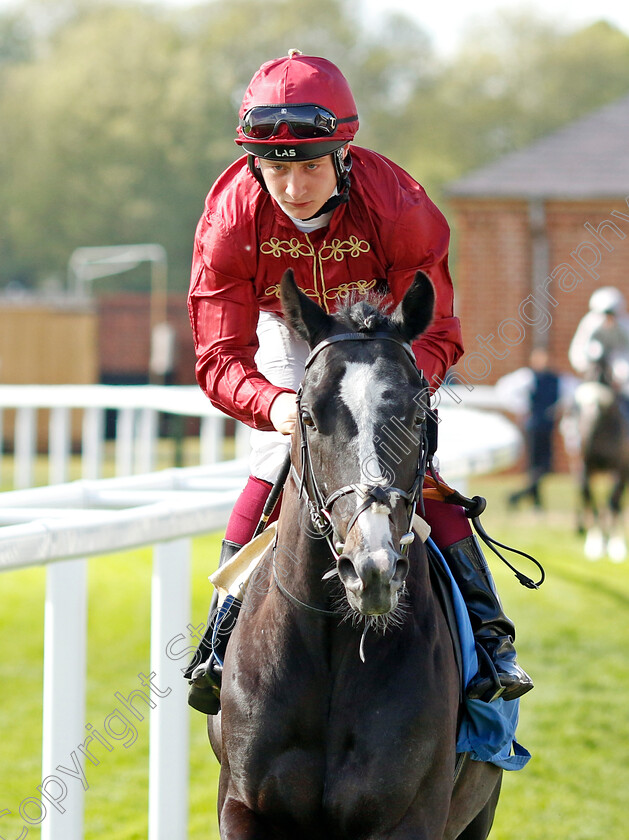 Thunder-Cat 
 THUNDER CAT (Cieren Fallon)
York 12 May 2022 - Pic Steven Cargill / Racingfotos.com