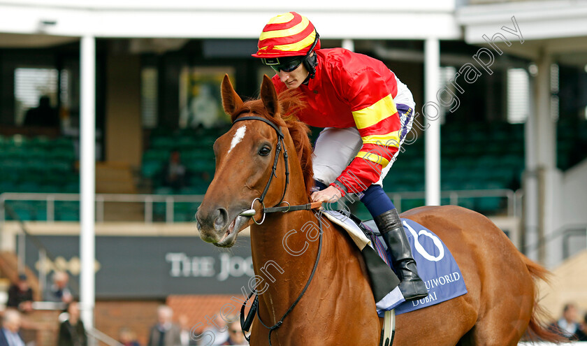 Royal-Scandal-0001 
 ROYAL SCANDAL (Daniel Muscutt)
Newmarket 23 Sep 2022 - Pic Steven Cargill / Racingfotos.com