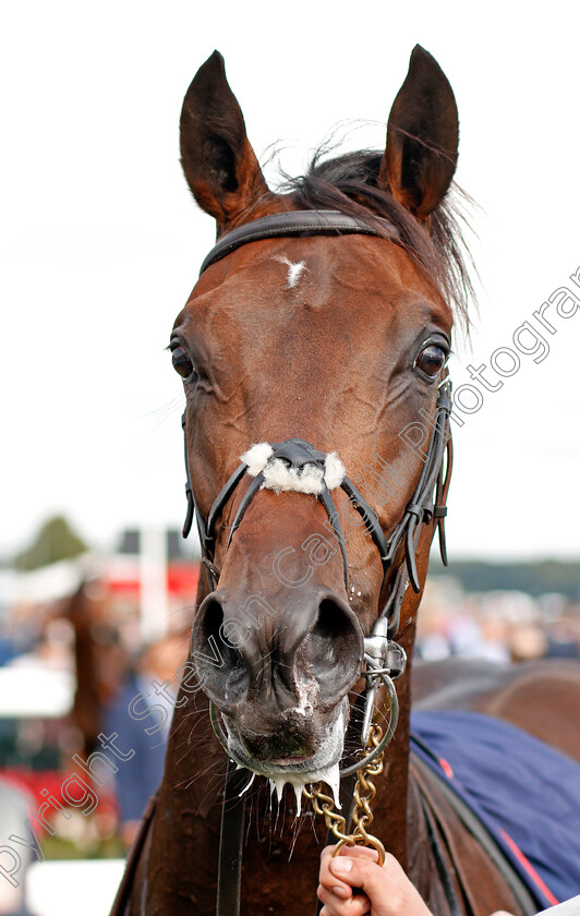 Seahenge-0008 
 SEAHENGE after The Howcroft Industrial Supplies Champagne Stakes Doncaster 16 Sep 2017 - Pic Steven Cargill / Racingfotos.com