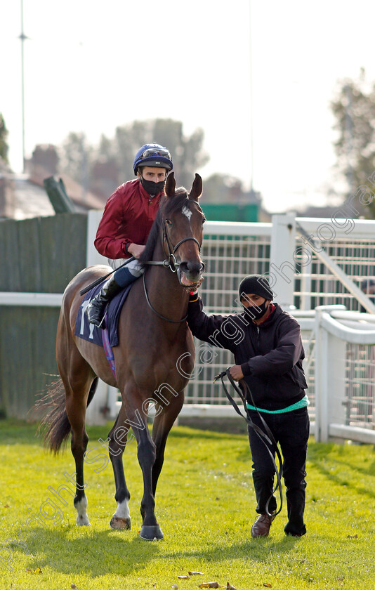 Random-Harvest-0001 
 RANDOM HARVEST (William Buick) before winning The British Stallion Studs EBF Fillies Novice Stakes
Yarmouth 20 Oct 2020 - Pic Steven Cargill / Racingfotos.com