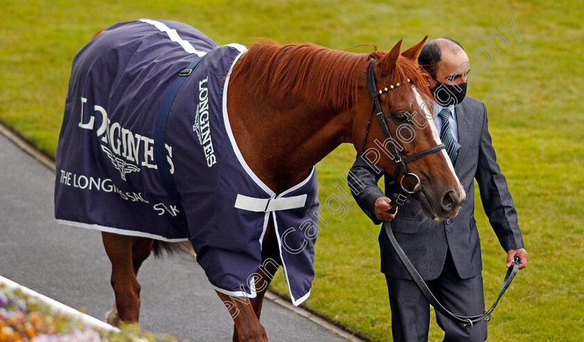 Stradivarius-0016 
 STRADIVARIUS after The Longines Sagaro Stakes
Ascot 28 Apr 2021 - Pic Steven Cargill / Racingfotos.com