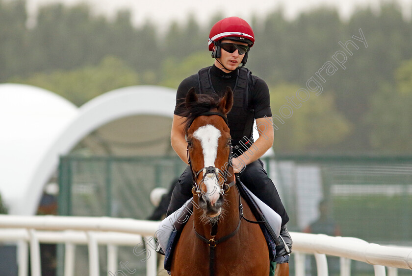 Spirit-Dancer-0001 
 SPIRIT DANCER training for The Sheema Classic
Meydan Dubai 26 Mar 2024 - Pic Steven Cargill / Racingfotos.com