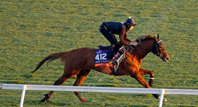 Soprano-0001 
 SOPRANO training for the Breeders' Cup Filly & Mare Turf
Del Mar USA 30 Oct 2024 - Pic Steven Cargill / Racingfotos.com