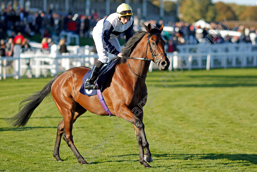 At-Liberty-0007 
 AT LIBERTY (Ryan Moore) winner of The Cazoo Search Drive Smile Handicap
Yarmouth 18 Oct 2022 - Pic Steven Cargill / Racingfotos.com