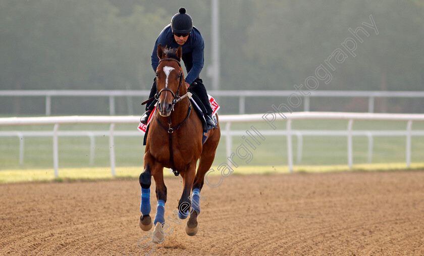 Newgate-0001 
 NEWGATE training for The Dubai World Cup
Meydan Dubai 28 Mar 2024 - Pic Steven Cargill / Racingfotos.com