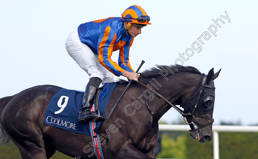 Meditate-0002 
 MEDITATE (Ryan Moore)
Leopardstown 9 Sep 2023 - Pic Steven Cargill / Racingfotos.com