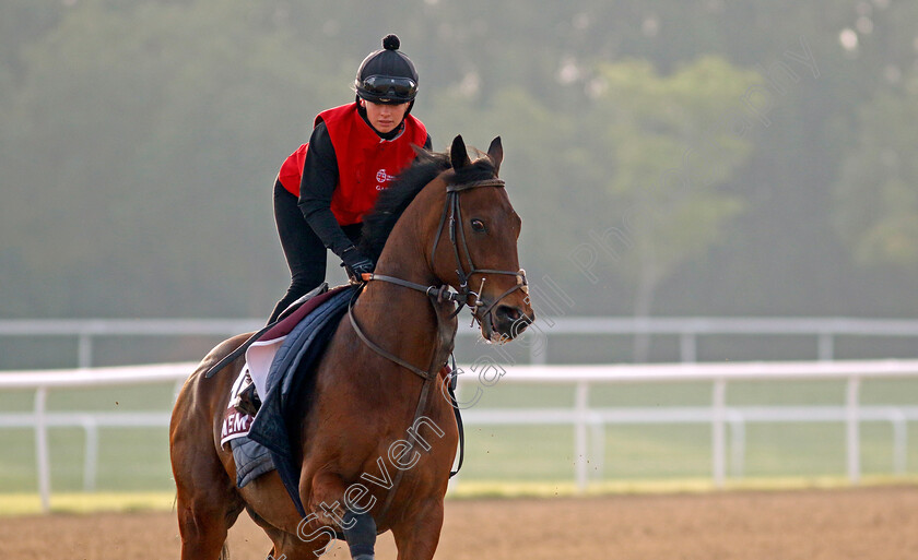 Enemy-0003 
 ENEMY training for The Dubai Gold Cup
Meydan Dubai 28 Mar 2024 - Pic Steven Cargill / Racingfotos.com