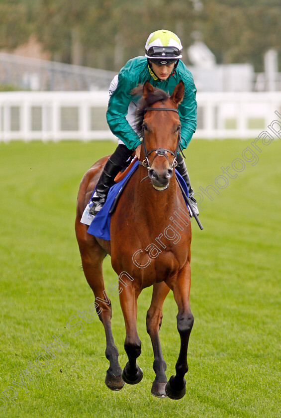 Hereby-0001 
 HEREBY (Harry Bentley) after The Londonmetric Noel Murless Stakes
Ascot 4 Oct 2019 - Pic Steven Cargill / Racingfotos.com