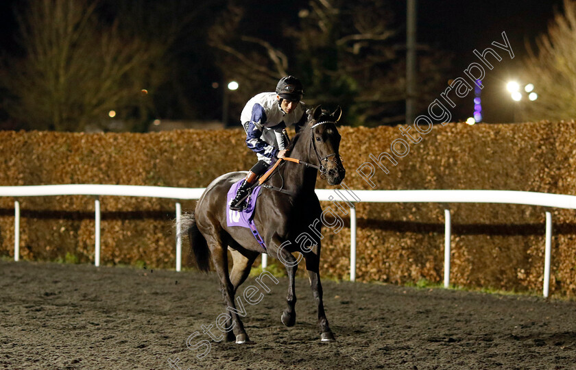 Sandhill-Dancer-0002 
 SANDHILL DANCER (Trevor Whelan)
Kempton 11 Dec 2024 - Pic Steven Cargill / Racingfotos.com