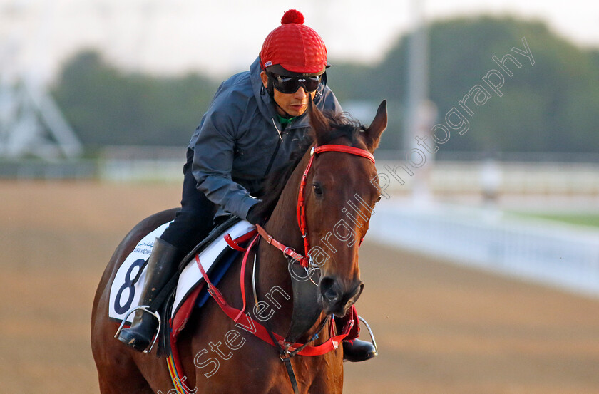 Romantic-Warrior-0002 
 ROMANTIC WARRIOR training for the Dubai Racing Carnival
Meydan 22 Jan 2025 - Pic Steven Cargill / Racingfotos.com