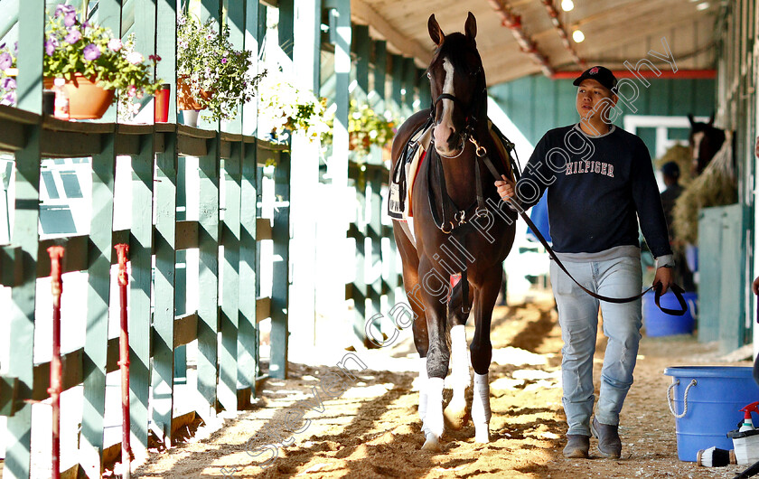 War-Of-Will-0005 
 WAR OF WILL exercising with groom Omar in preparation for the Preakness Stakes
Pimlico, Baltimore USA, 15 May 2019 - Pic Steven Cargill / Racingfotos.com