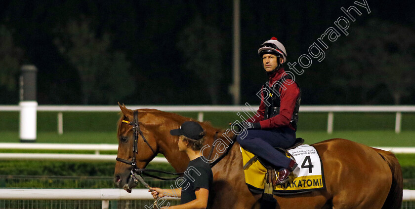 Nakatomi-0001 
 NAKATOMI (Pat Dobbs) training for The Golden Shaheen
Meydan Dubai 26 Mar 2024 - Pic Steven Cargill / Racingfotos.com