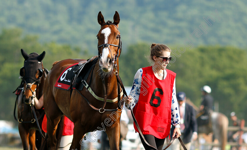 Sempre-Medici-0001 
 SEMPRE MEDICI parading before The Calvin Houghland Iroquois Hurdle
Percy Warner Park, Nashville USA, 12 May 2018 - Pic Steven Cargill / Racingfotos.com