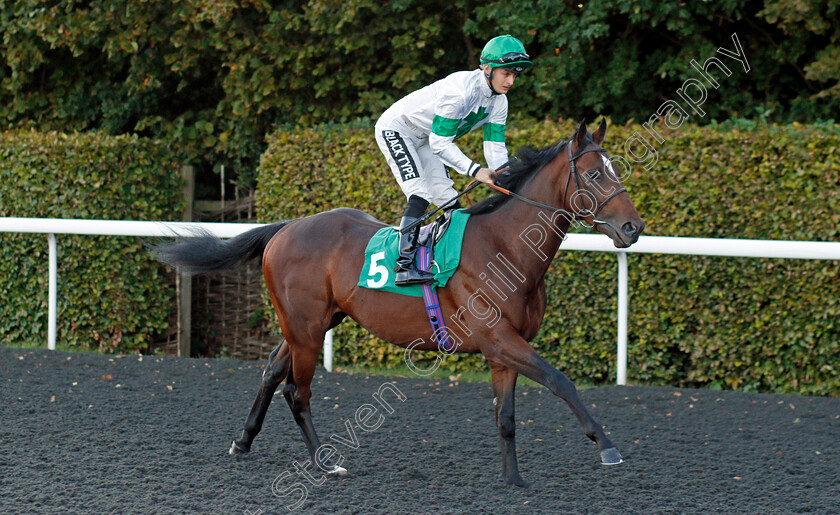 Jellystone-0001 
 JELLYSTONE (Harry Bentley)
Kempton 2 Oct 2019 - Pic Steven Cargill / Racingfotos.com