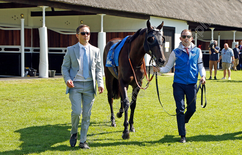 Artorius-0004 
 ARTORIUS before The Darley July Cup
Newmarket 9 Jul 2022 - Pic Steven Cargill / Racingfotos.com