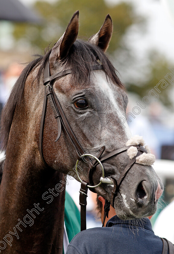 Harrow-0009 
 HARROW after The Weatherbys Scientific £200,000 2-y-o Stakes
Doncaster 9 Sep 2021 - Pic Steven Cargill / Racingfotos.com