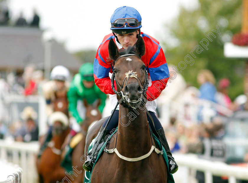 Up-The-Anti-0001 
 UP THE ANTI (Dylan Hogan)
York 22 Aug 2024 - pic Steven Cargill / Racingfotos.com