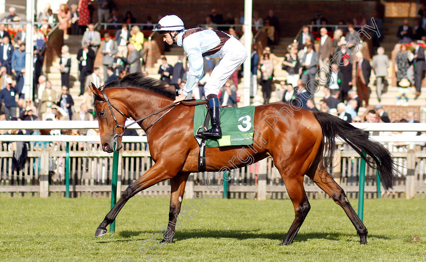 Fairyland-0002 
 FAIRYLAND (Donnacha O'Brien) before The Juddmonte Cheveley Park Stakes
Newmarket 29 Sep 2018 - Pic Steven Cargill / Racingfotos.com