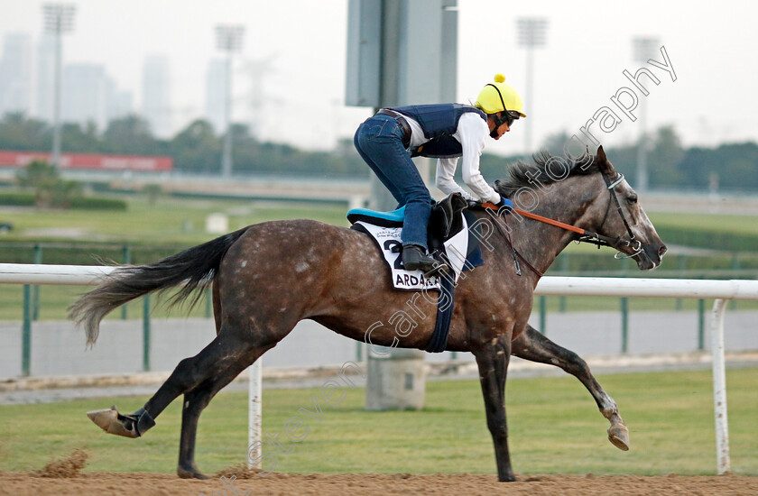 Ardakan-0003 
 ARDAKAN training at Meydan, Dubai
2 Feb 2023 - Pic Steven Cargill / Racingfotos.com