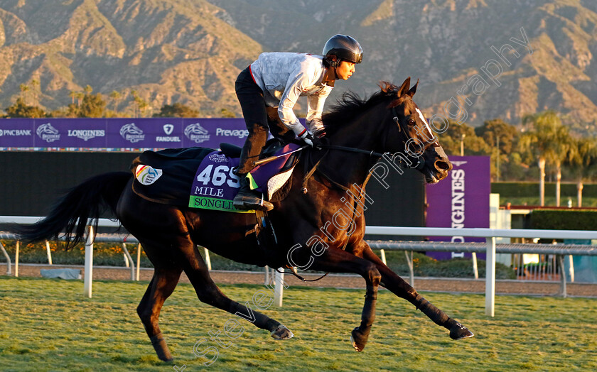 Songline-0002 
 SONGLINE training for the Breeders' Cup Mile
Santa Anita USA, 1 Nov 2023 - Pic Steven Cargill / Racingfotos.com