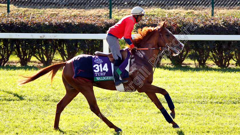 Waldgeist-0001 
 WALDGEIST exercising ahead of the Breeders' Cup Turf 
Churchill Downs USA 29 Oct 2018 - Pic Steven Cargill / Racingfotos.com