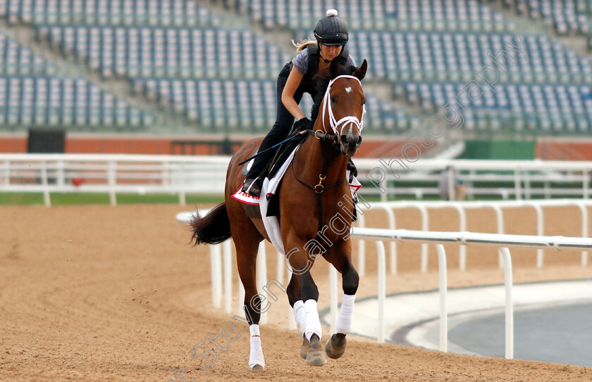 Audible-0003 
 AUDIBLE training for the Dubai World Cup
Meydan 27 Mar 2019 - Pic Steven Cargill / Racingfotos.com