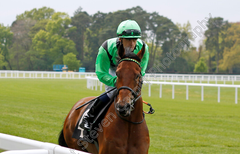 Jakajaro-0001 
 JAKAJARO (Luke McAteer)
Ascot 1 May 2024 - Pic Steven Cargill / Racingfotos.com