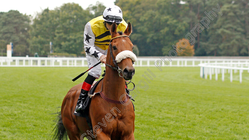 Dakota-Gold-0002 
 DAKOTA GOLD (Connor Beasley) before The UK Hi-Fi Show Live Rous Stakes
Ascot 5 Oct 2019 - Pic Steven Cargill / Racingfotos.com