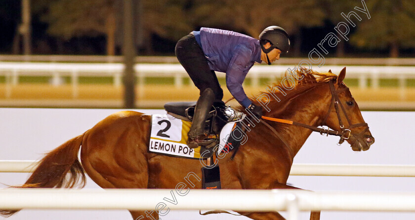 Lemon-Pop-0001 
 LEMON POP training for The Golden Shaheen
Meydan, Dubai, 22 Mar 2023 - Pic Steven Cargill / Racingfotos.com