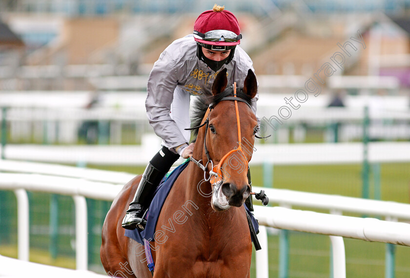 Lafan-0001 
 LAFAN (Rossa Ryan)
Doncaster 28 Mar 2021 - Pic Steven Cargill / Racingfotos.com