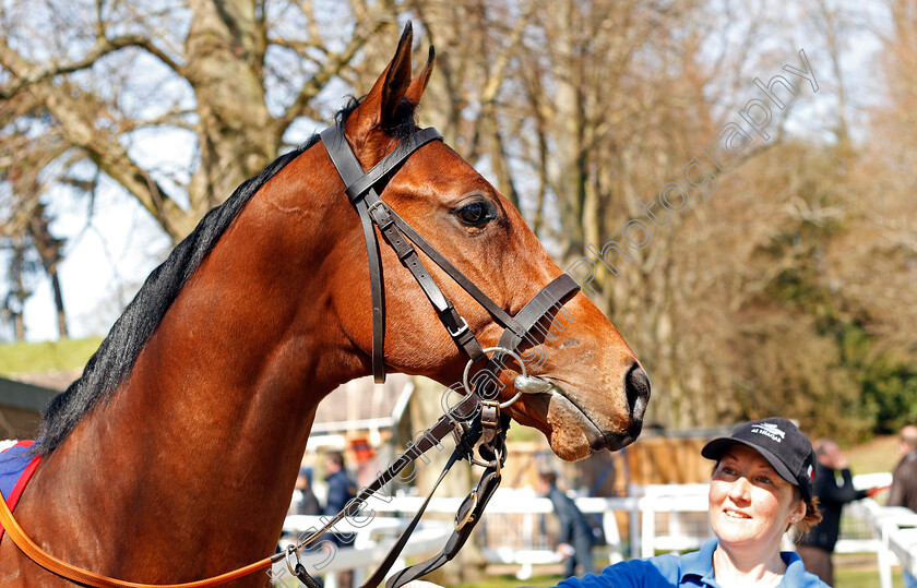 Lot-0025-colt-by-Gale-Force-Ten-ex-Shamarlane-0001 
 Lot 025 colt by Gale Force Ten ex Shamarlane sells for £70,000 at Tattersalls Ireland Ascot Breeze Up Sale 5 Apr 2018 - Pic Steven Cargill / Racingfotos.com