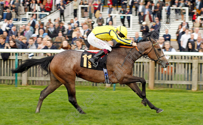 Orchid-Bloom-0001 
 ORCHID BLOOM (Cieren Fallon) wins The British Stallion Studs EBF Fillies Novice Stakes Div2
Newmarket 29 Oct 2022 - Pic Steven Cargill / Racingfotos.com