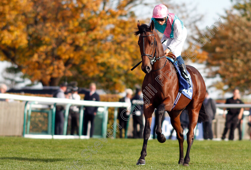 Sangarius-0001 
 SANGARIUS (William Buick)
Newmarket 13 Oct 2018 - Pic Steven Cargill / Racingfotos.com