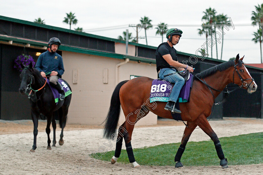 Rajasinghe-0001 
 RAJASINGHE training for The Breeders' Cup Juvenile Turf at Del Mar USA, 1 Nov 2017 - Pic Steven Cargill / Racingfotos.com