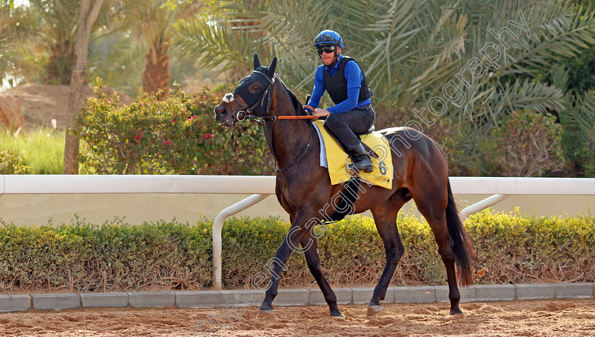 Passion-And-Glory-0001 
 PASSION AND GLORY training for The Turf Cup
King Abdulaziz Racetrack, Riyadh, Saudi Arabia 24 Feb 2022 - Pic Steven Cargill / Racingfotos.com