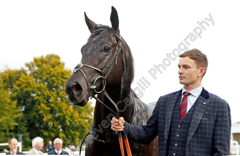 Mutasaabeq-0008 
 MUTASAABEQ winner of The Al Basti Equiworld Dubai Joel Stakes
Newmarket 23 Sep 2022 - Pic Steven Cargill / Racingfotos.com