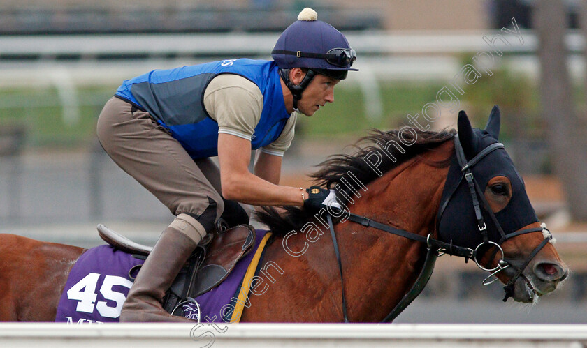 Home-Of-The-Brave-0001 
 HOME OF THE BRAVE training for The Breeders' Cup Mile at Del Mar USA, 1 Nov 2017 - Pic Steven Cargill / Racingfotos.com