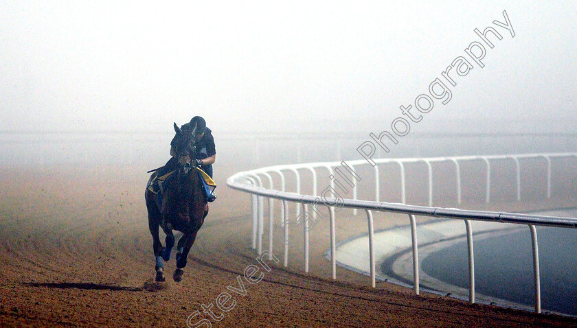 Almond-Eye-0008 
 ALMOND EYE training for The Dubai Turf
Meydan 29 Mar 2019 - Pic Steven Cargill / Racingfotos.com